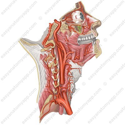 Superior anterior alveolar arteries (aa. alveolares superiores anteriores)